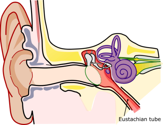 Eustachian Tube